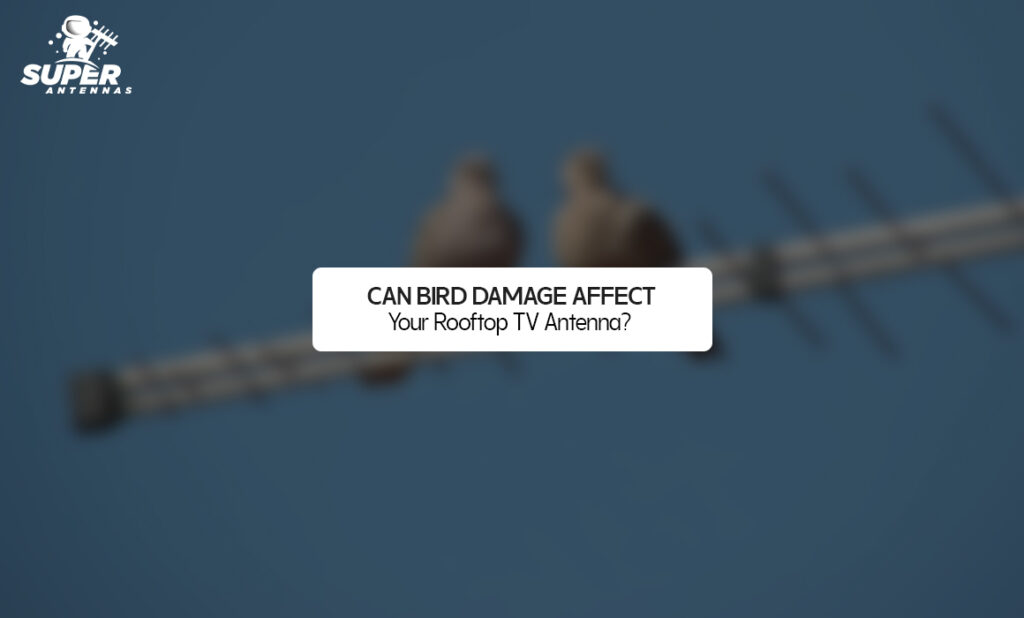 Can Bird Damage Affect Your Rooftop TV Antenna?